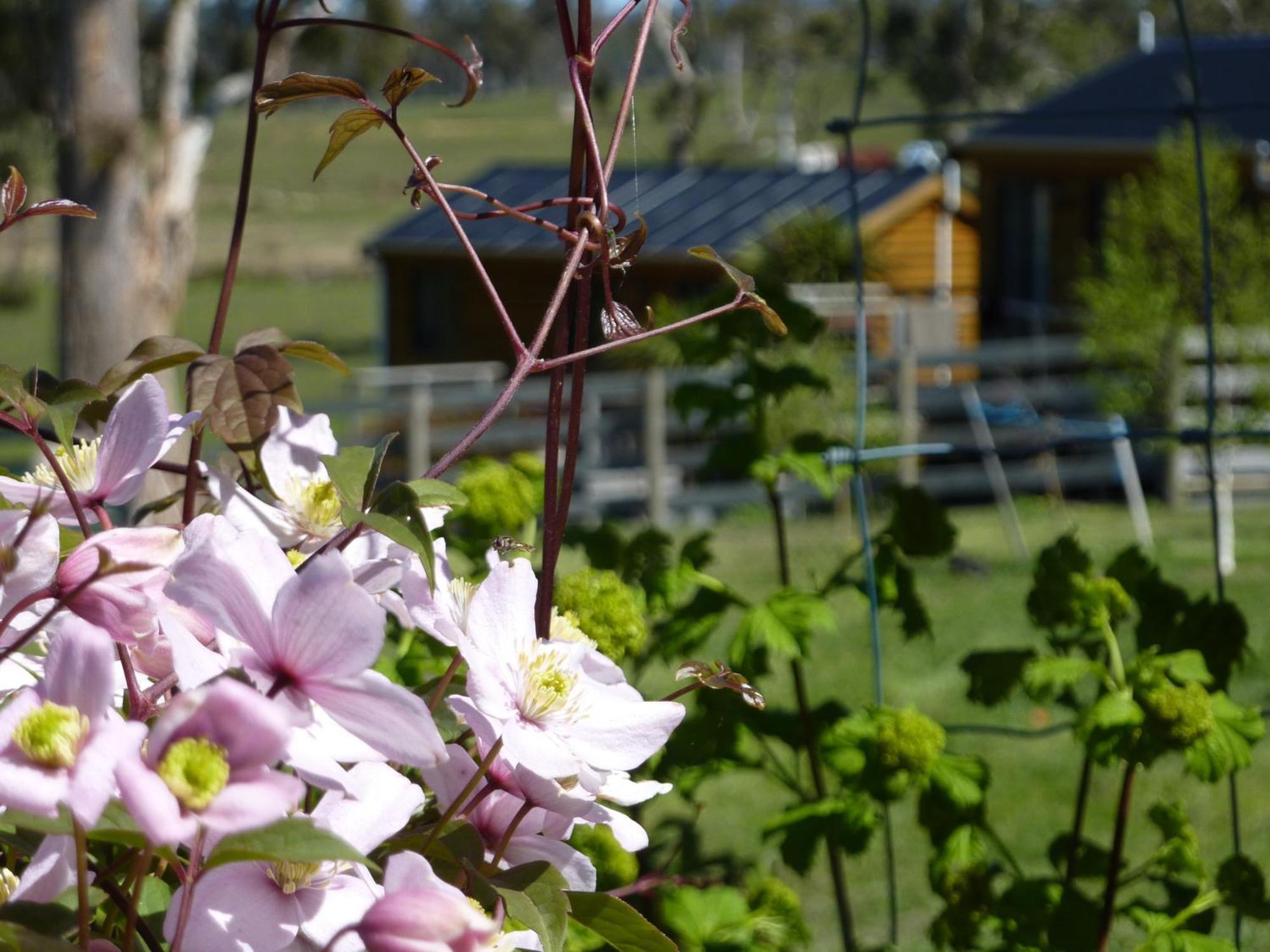 Hazelcreek Cottages Exeter Экстерьер фото